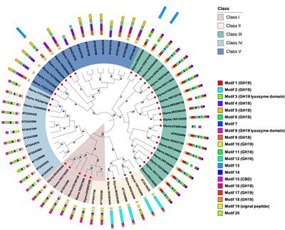 Characterization of soybean chitinase genes induced by rhizobacteria involved in the defense against Fusarium oxysporum